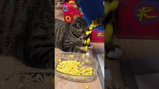 C Meme Ako meme smartcat smartkitty catviralvideo cutecat [upl. by Anahs]