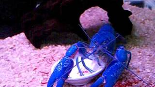 Cherax albidus Blue Pearl [upl. by Aymahs]