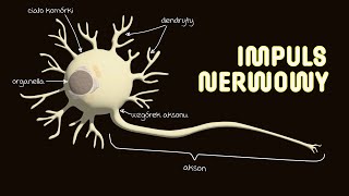 Przewodzenie impulsu nerwowego  Potencjał czynnościowy  Potencjał spoczynkowy  Układ nerwowy [upl. by Schaab]