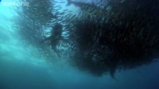 HD Underwater Armageddon  Natures Great Events The Great Tide  BBC One [upl. by Campy]