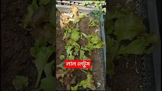 lettuce 🥬 plantation terracegarden rooftopgarden shorts viral [upl. by Airyt]