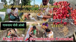 How to germinate king chilli seeds  BANLU SIBRO JAOWAIBAI [upl. by Stephannie]