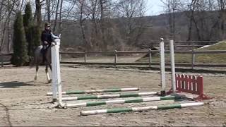 Lezioni Equitazione  Salto ostacoli tecnica equestre  Primo lavoro con un cavallo di 4 anni [upl. by Abigale]