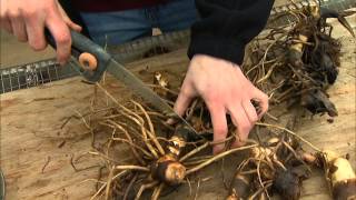 Dividing and Potting Stored Cannas [upl. by Jeffry611]