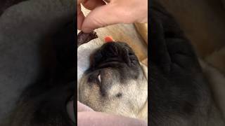 How Dogs Use Their Incredible Sense of Smell [upl. by Atsed]