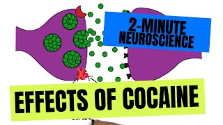 2Minute Neuroscience Effects of Cocaine [upl. by Attevroc]