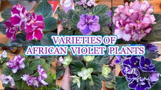 VARIETIES OF AFRICAN VIOLET PLANTS Saintpaulia Ionantha [upl. by Vincenty243]