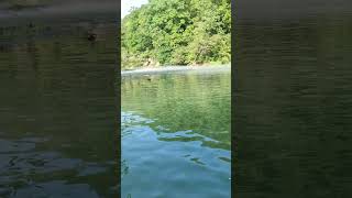 Maramec Spring from the Meramec River fishing trout smallmouth bass [upl. by Chesney]