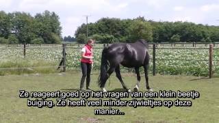 Revalidatietraining Lisa juni 2014 Paard met hoefkatrol en ataxie [upl. by Aryl]