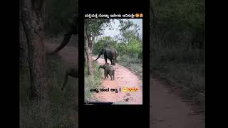 trending youtubeshorts youtubeviralshorts animals elephantcartoon elephantvideo cuteanimals [upl. by Cypro]