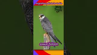 Spectacular Migratory Birds to watch in India ornithology migration [upl. by Anemaj707]