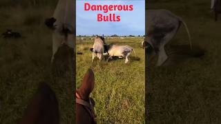 Dangerous Bulls shorts youtubeshorts Biggest Bulls [upl. by Vince]