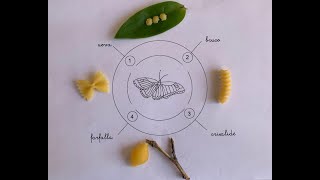 INFANZIA quotIl ciclo vitale della farfallaquot [upl. by Zachary558]