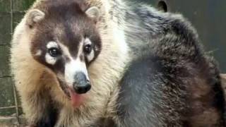 Cute Coati in the Childrens Zoo [upl. by Ardnik]