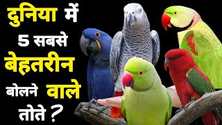 Top 5 Best Talking Parrot With Price  दुनिया में 5 सबसे ज्यादा बोलने वाले तोते [upl. by Ahsiemac]