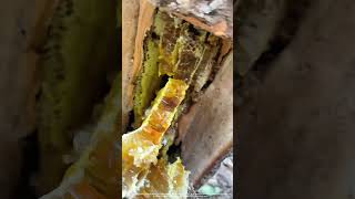 Saw Off A Piece Of Wood From Tree To Get Wild Honey Inside [upl. by Eiramrebma]