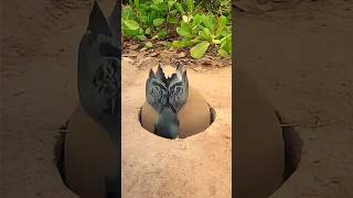 How to Make Creative Diy ideaTrap Birds 🐦 Unique Trap Technique  Underground Pigeon Trap hole 🕳 [upl. by Farrell]