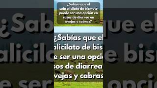 ¿Sabes para que funciona el subsalicilato de bismuto ovinos caprinos tíichcatlovinos [upl. by Lazes]