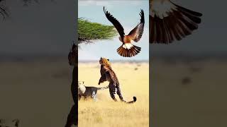 Hawk delivers blitter blow to the tiger ❤️ viral shorts theanimalsconnection yt youtube video [upl. by Aham]