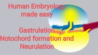 Human Embryology made easy Gastrulation notochord formation and neurulation [upl. by Onabru]