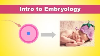 embryology examstudy sexual reproduction [upl. by Alysia844]