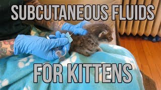 Subcutaneous Fluids for a Dehydrated Kitten [upl. by Parrnell]