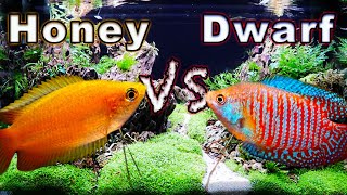 Honey Gourami vs Dwarf Gourami Which One is Right For You [upl. by Adallard769]