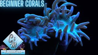 Best corals for beginners [upl. by Blumenthal3]