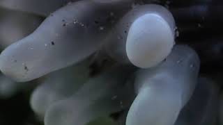 Cnidarians  Anemones Fight [upl. by Jump]