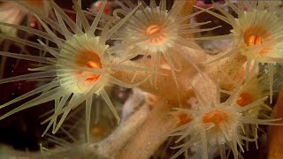 Phylum Cnidaria Part 5 Class Anthozoa [upl. by Rolph]