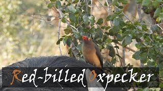 Redbilled Oxpecker Buphagus erythrorhynchus Bird Call  Stories Of The Kruger [upl. by Nairehs675]