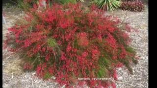 Russelia equisetiformis  Coral Fountain Firecracker Plant [upl. by Yknip]