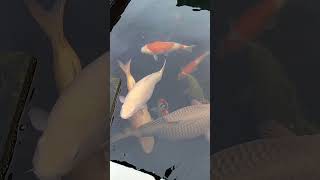 2 NEW KOI 😍 maruhiro karashigoi bronskibeat [upl. by Sigsmond]