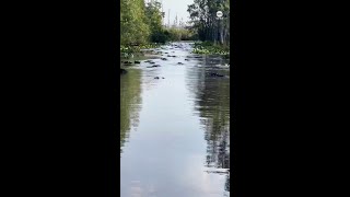 Boaters take wrong turn into hundreds of alligators [upl. by Yhtac]