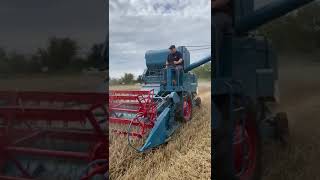 Classic combines harvesting wheat [upl. by Lamar]