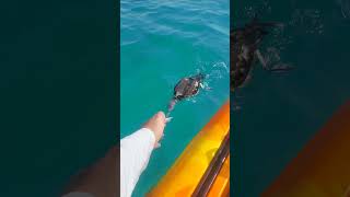 catch fishing صيد سمك بحر fishingkayak fish اكسبلور kayak kayaking hunting kingfish [upl. by Ketchan]