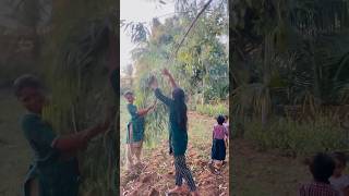 Eucalyptus leaves kidachiruchu shortvideo manuwithkowc shorts short video videos viralvideo [upl. by Eirhtug153]