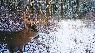 Flintlock Rifle Deer Hunting 2024  Bucks In The Snow  The Big Buck On Trail Camera Pennsylvania [upl. by Umeh]