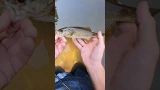 Tennessee Creek Fishing smallmouthbass creeksquad [upl. by Swane693]