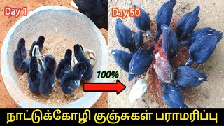 இளம்கோழி குஞ்சுகள் பராமரிப்பு  Care of Small Chicks 2022 [upl. by Kirtap938]