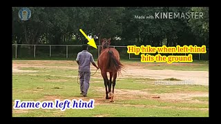 Vet Basics ll Hindlimb Lameness Identification [upl. by Brander]