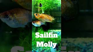 Sunset Orange Sailfin Molly Trio aquarium freshwater [upl. by Lleze]