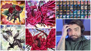 Black Rose Dragon Deck  Nuke The Meta Into Master Rank YuGiOh Master Duel Season 33 [upl. by Lowney]