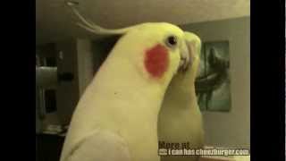 Cheezburger  Cockatiel Sings the Addams Family Theme Song [upl. by Guod]