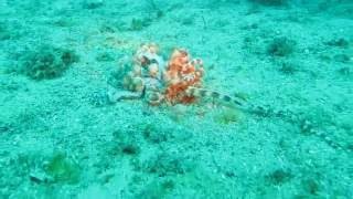 Mimic octopus Thaumoctopus mimicus  what are they doing [upl. by Lowrie896]