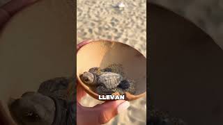 Estos Chicos Liberan Tortugas en la Orilla del Mar ❤️ [upl. by Tiffani]