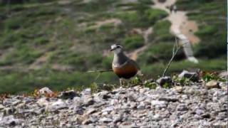 Eurasian Dotterel Charadrius morinellus Keräkurmitsa Kiilopää Sodankylä Inari Finland [upl. by Aihsemot945]