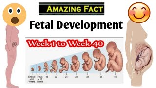 Fetal Development 2 Weeks to 40 Weeks Fertilization Implantation Gods Grace [upl. by Brabazon468]