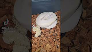 Baby Ivory Ball Python fresh out of Shed [upl. by Bore]