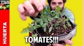 Cuando transplantar tomates 🍅🍅para que alcancen su máximo potencial Plantas más sanas y fuertes [upl. by Annayram]